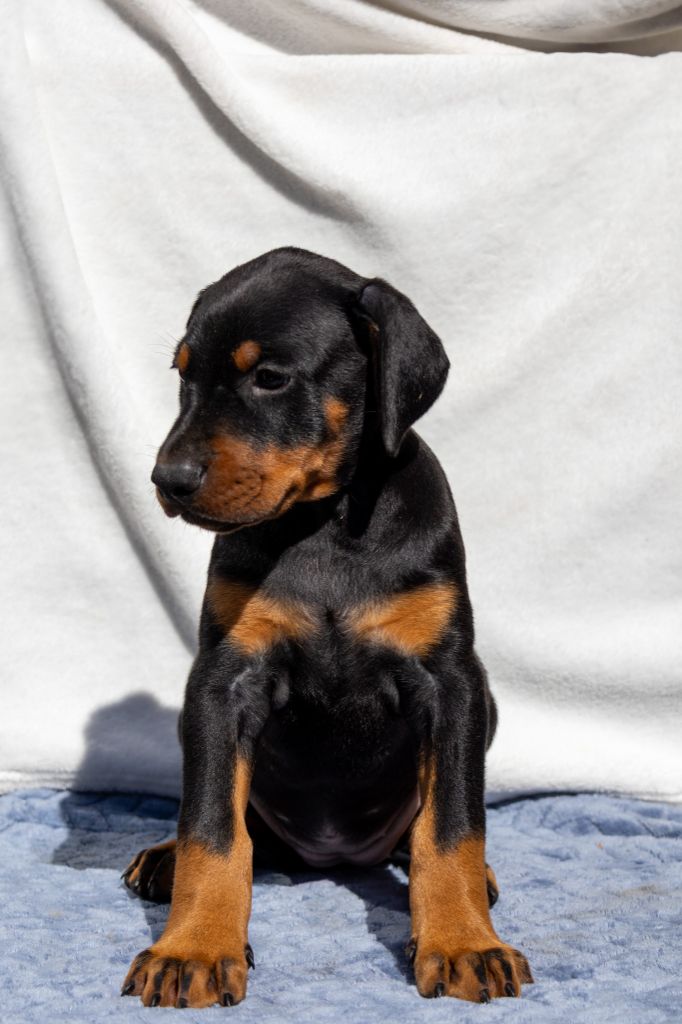 Des Foudres De Taranis - Chiots disponibles - Dobermann