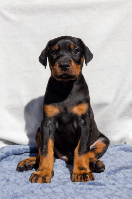 CHIOT COLLIER BLEU