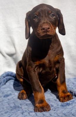 CHIOT MARRON FEMELLE