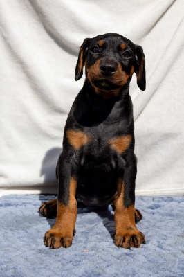 CHIOT BLEU CIEL