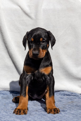 CHIOT COLLIER ROUGE