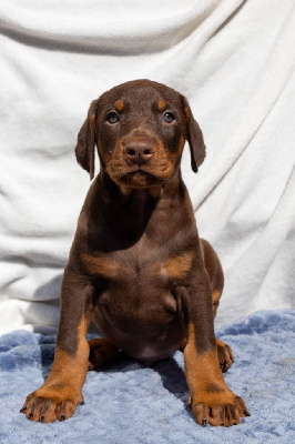 CHIOT MARRON