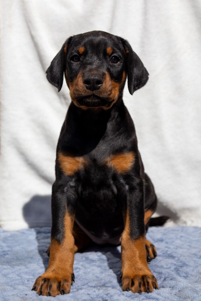Des Foudres De Taranis - Chiots disponibles - Dobermann