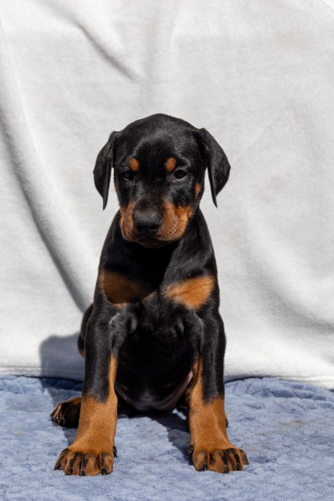 Des Foudres De Taranis - Chiots disponibles - Dobermann